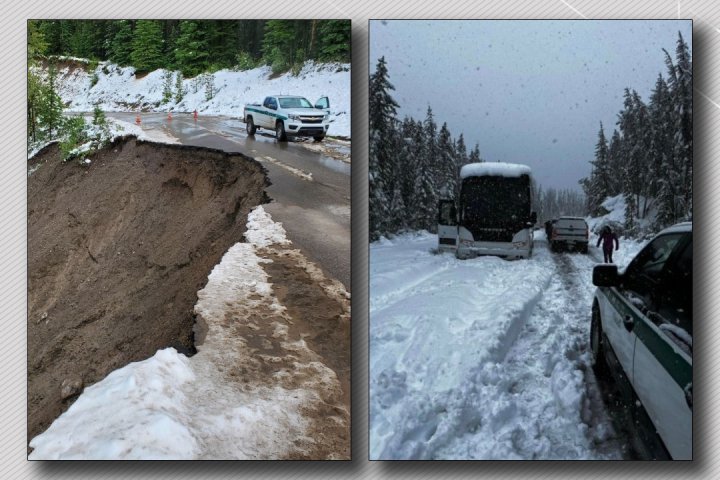 Snow what? Wild June weather wallops western Alberta, tourists rescued in Jasper