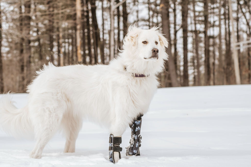 Kenza is a 1-year-old female Maremma Sheepdog. She came to us as an owner surrender as her previous owner was unable to care for her. Kenza gets along great with older kids and other dogs. She is a special needs dog because she was born with a leg deformity and requires a prosthetic. Kenza gets around no problem and is quite an active puppy.