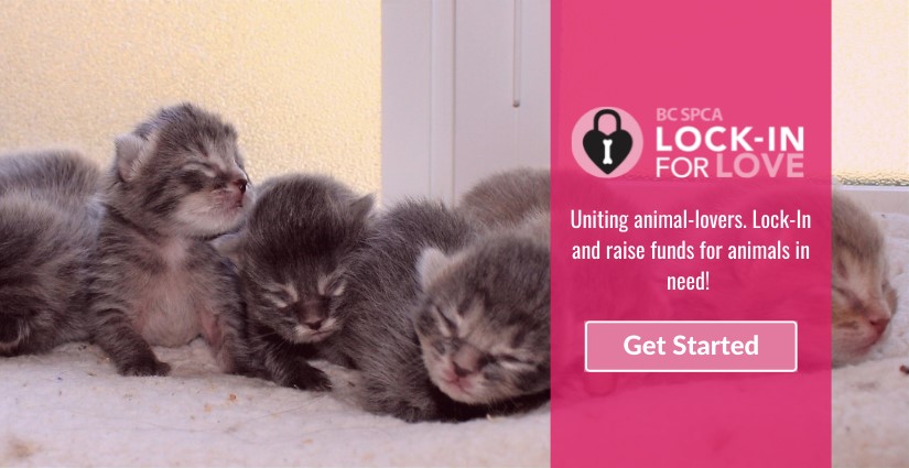 BC SPCA Victoria Lock-In For Love - image