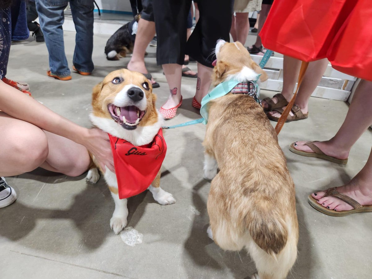 Over 700 people attended the Corgi Races held for their second annual in the Martensville curling club.