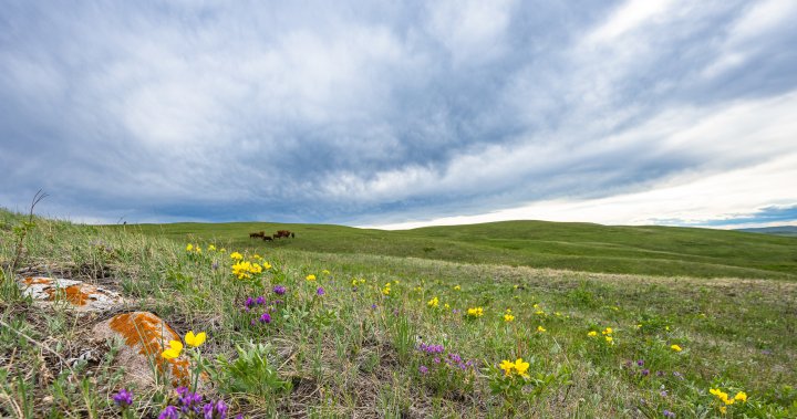Major grassland conservation partnership in Southern Alberta needs ...