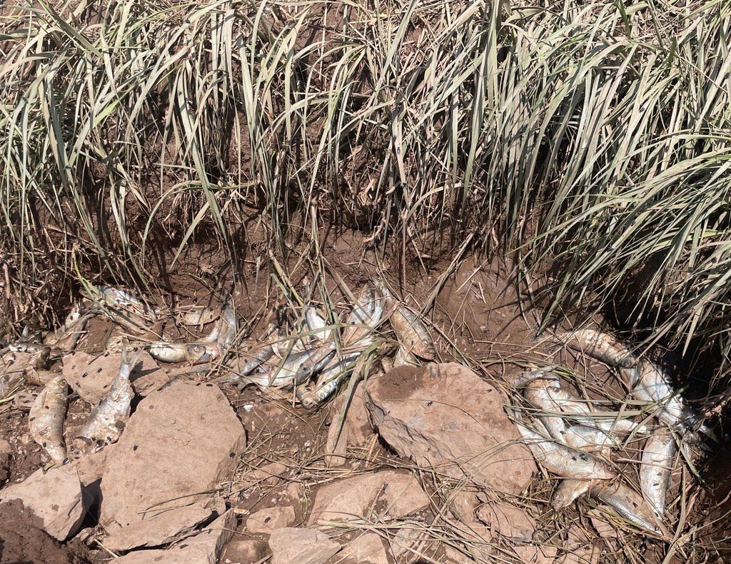 'Lake over life': Windsor aboiteau closure sparks environmental concerns in Nova Scotia - Halifax - Vimarsana News