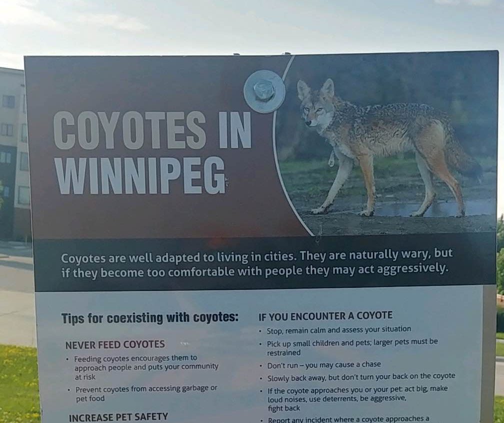 Coyote attacks rare, but follow safety tips in an encounter