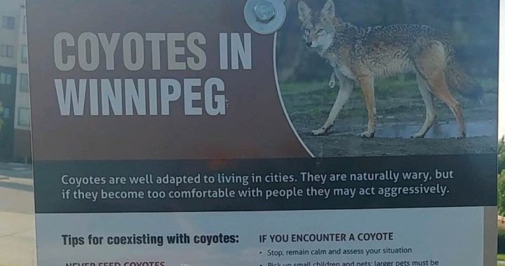 Manitoba trappers continue search for animals who attacked children