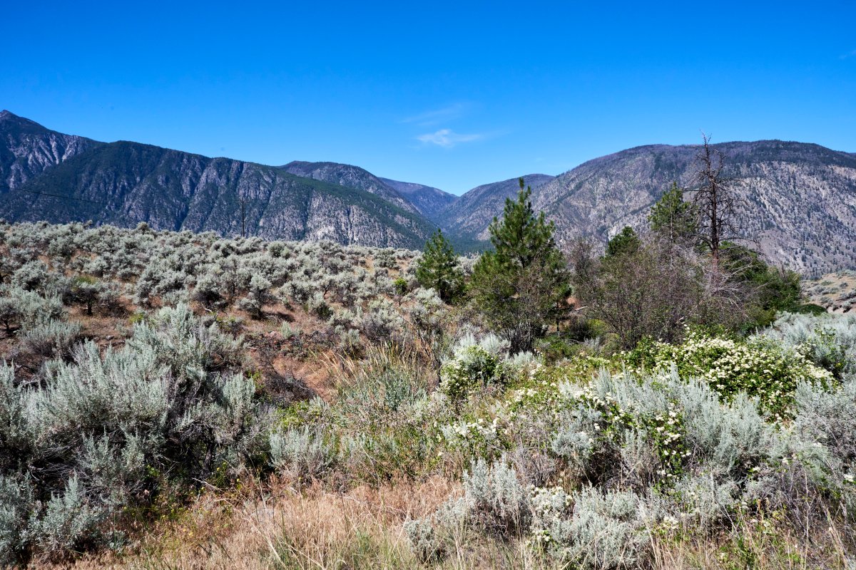Nature Trust of BC says it would like to purchase 11 hectares of ecologically sensitive land in the Southern Interior and conserve them. The land is located within the unincorporated community of Cawston.