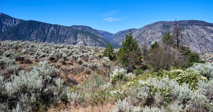 Nature Trust of BC starts fundraiser to buy, conserve 11 hectares in Southern Interior – Okanagan | Globalnews.ca