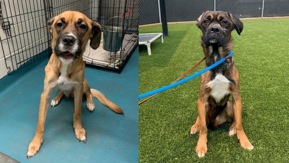 Humane society says 3 malnourished dogs picked up off Oakville streets - Vimarsana News