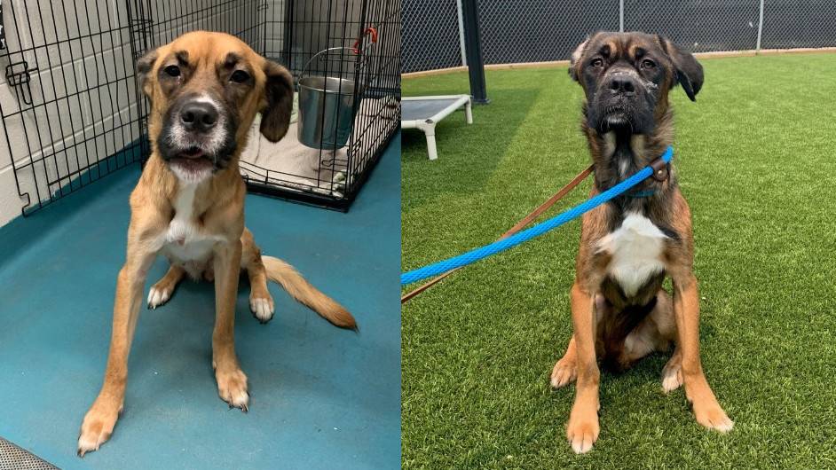 Humane society says 3 malnourished dogs picked up off Oakville streets - Vimarsana News