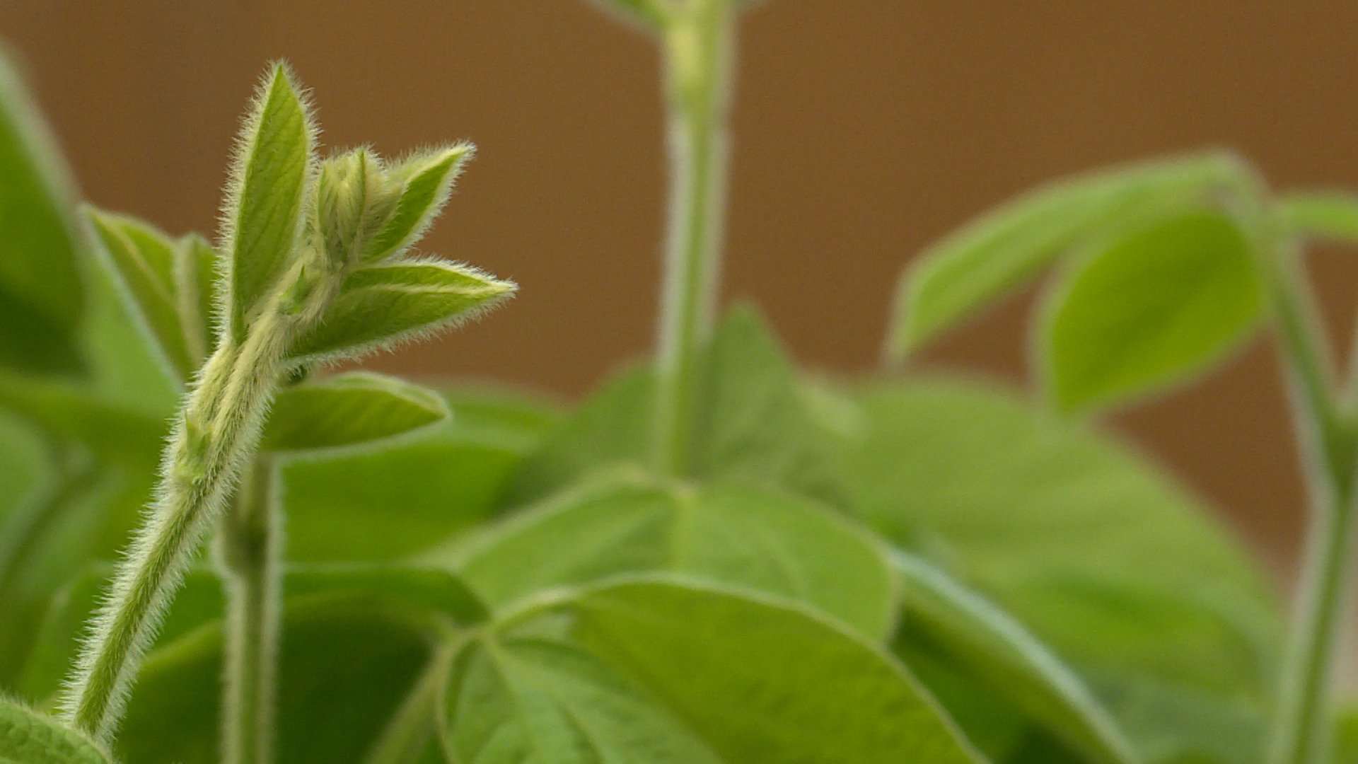 Kingston, Ont., BioTech startup working on 'climate change-resistant' crops - Kingston - Vimarsana News