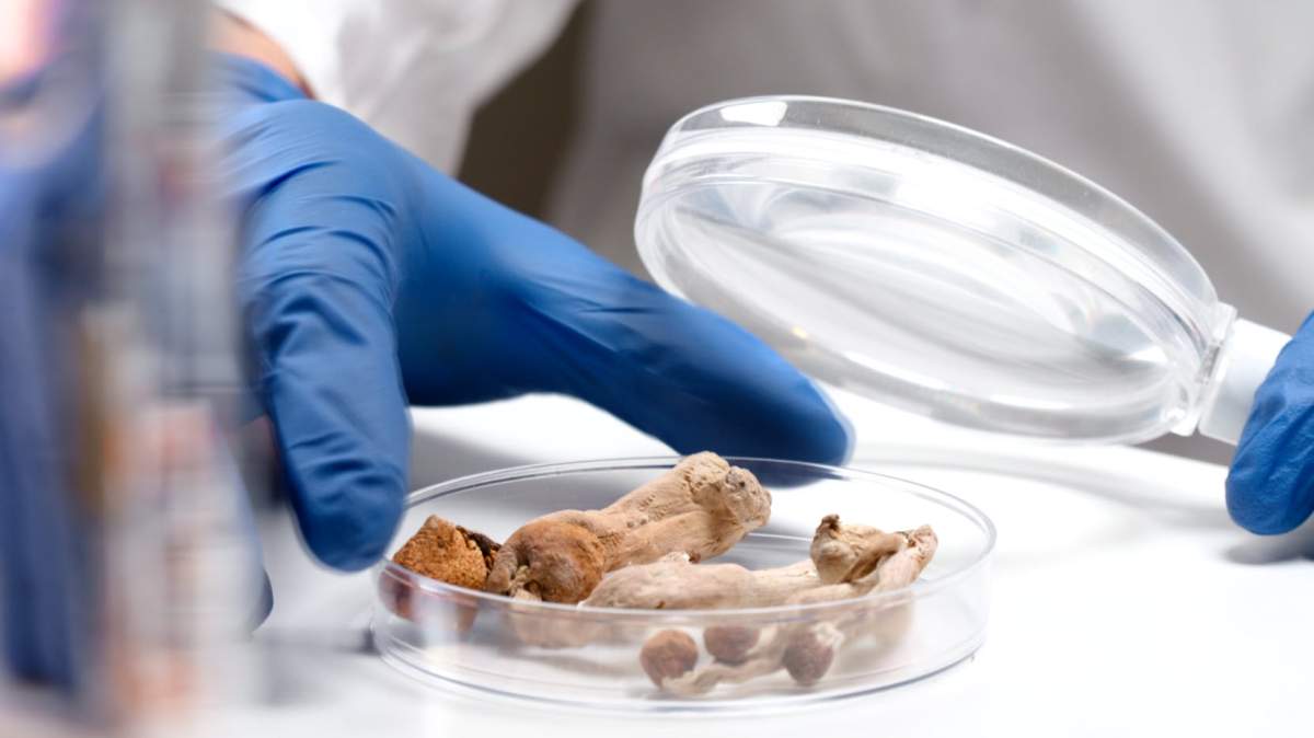 Neuma, a local psychedelic wellness company, partnered with the college to conduct a study on the effects psychedelics can have on mental health.