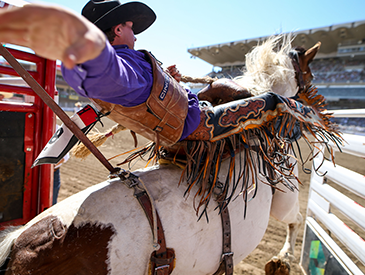 Calgary Stampede Rodeo, Supported by Global Calgary & QR Calgary - image