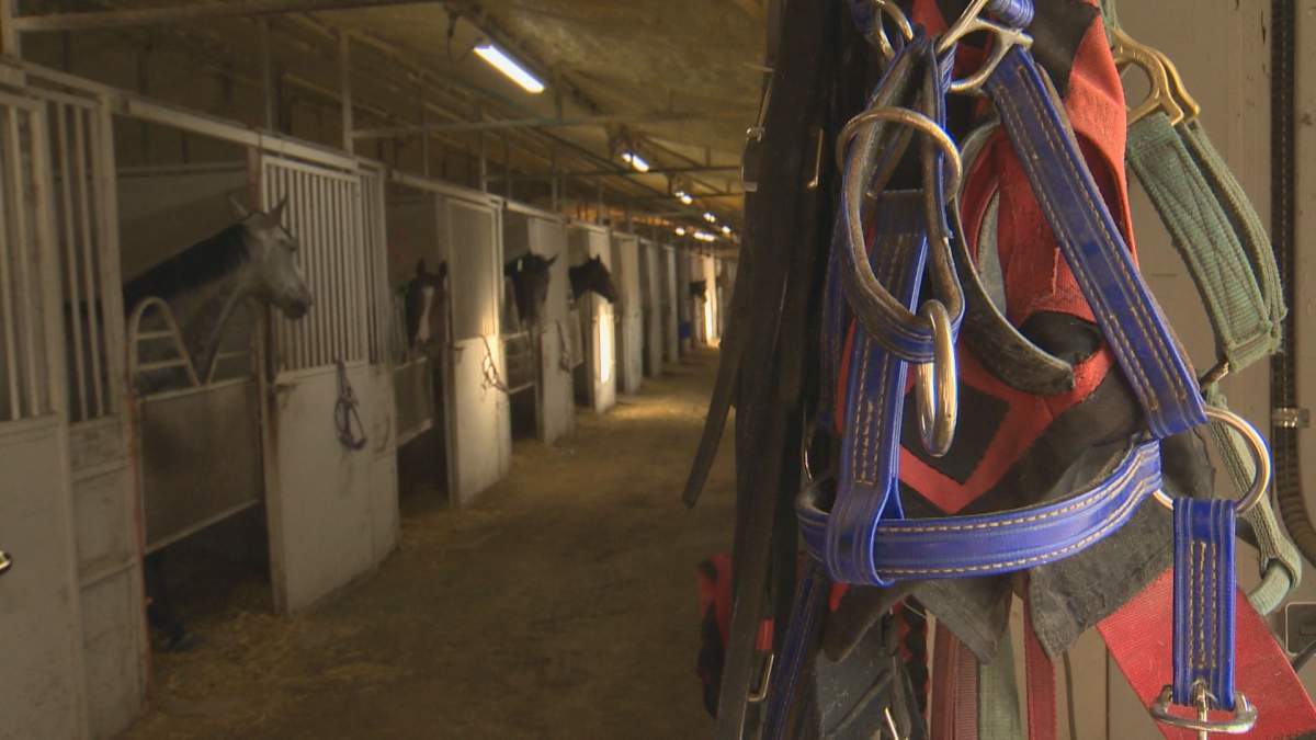 Hundreds of horses run at the Assiniboia Downs each year.