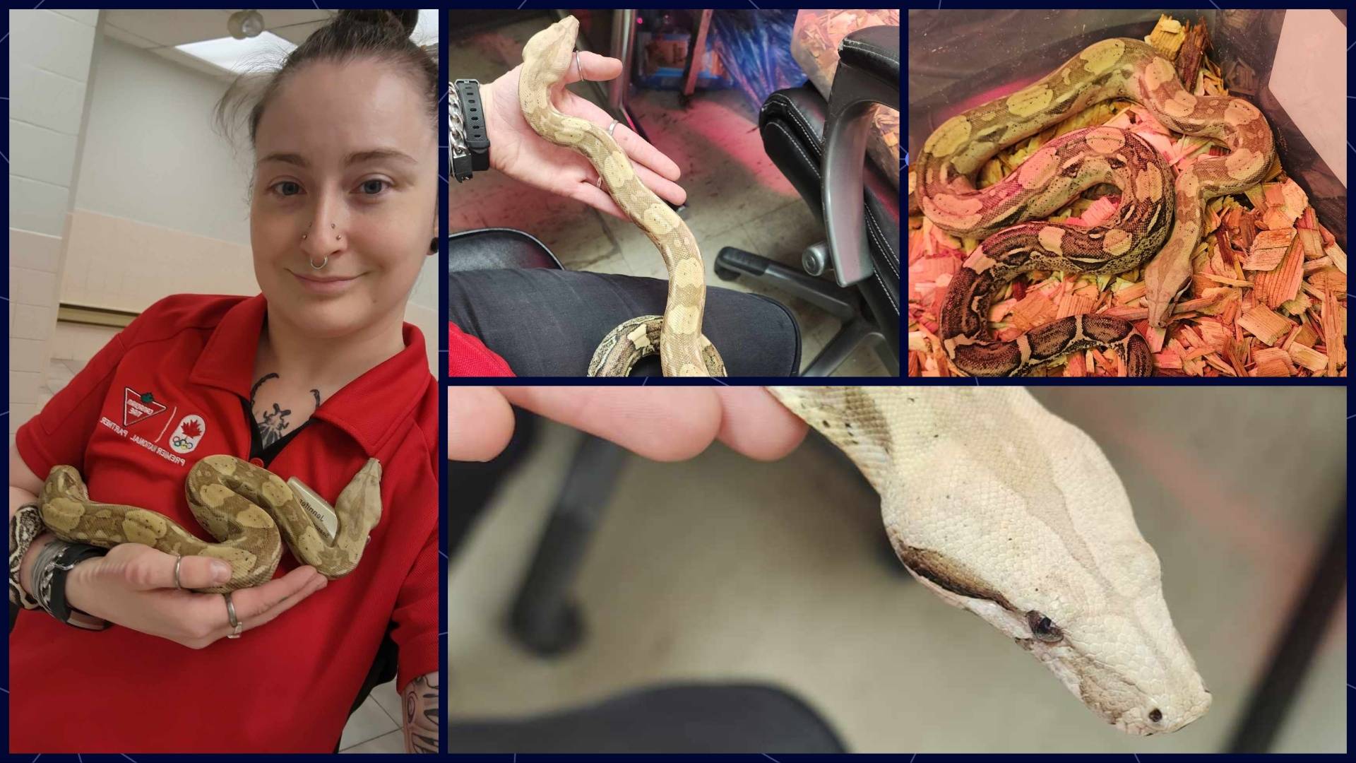 Boa constrictor found in shrub at Calgary Canadian Tire garden centre - Vimarsana News