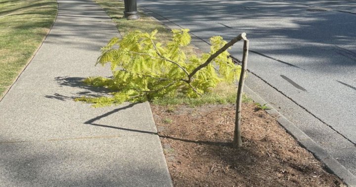 ‘Why?’: City of Coquitlam stumped after dozens of young trees were vandalized over the weekend