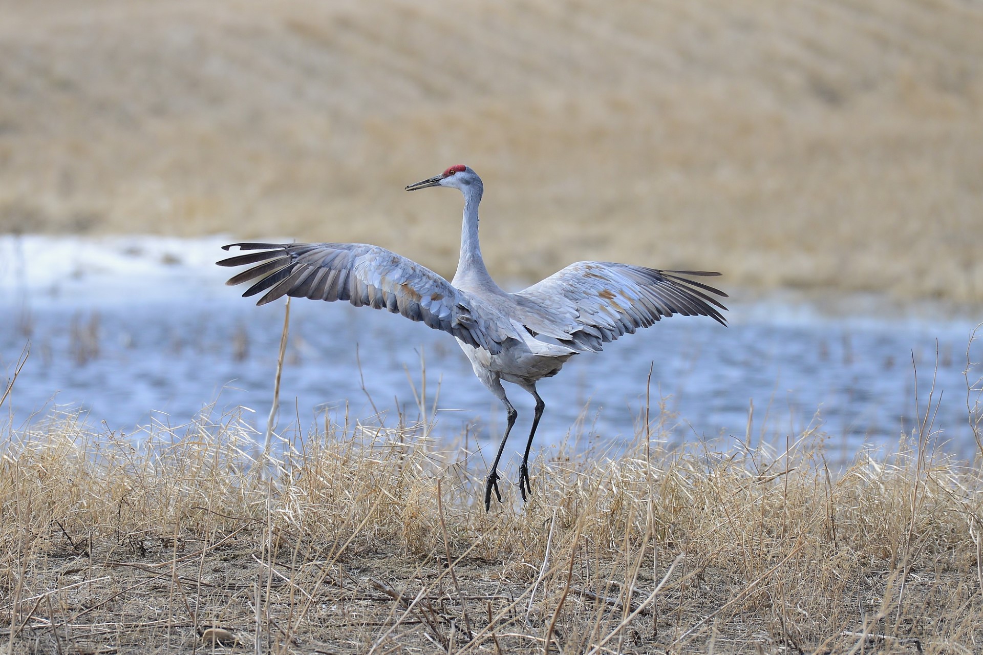 Your Saskatchewan photo of the day: June 2023 - Vimarsana News