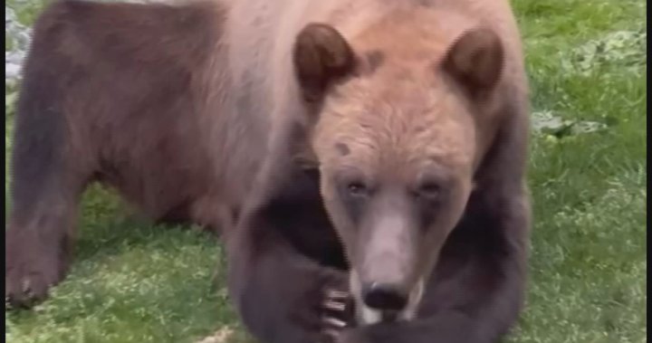 Video captures grizzly bear chilling in Kitimat B.C. backyard
