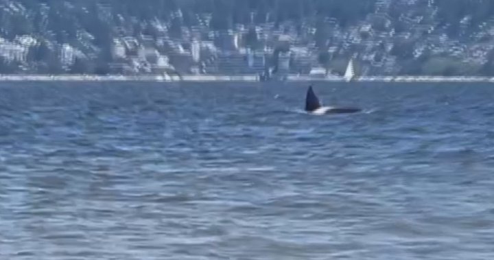 Las orcas deleitan a los espectadores en la playa de Locarno en Vancouver