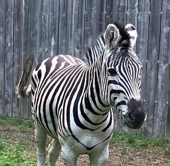 One of the zebras at Saskatoon’s zoo.