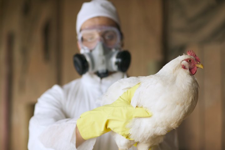 Bird flu infections detected at six more B.C. farms