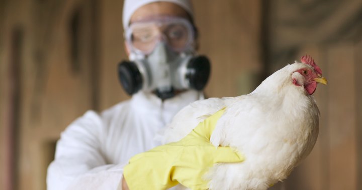 Bird flu outbreaks in humans may remain rare thanks to this gene – National | Globalnews.ca