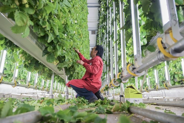 As Canada attracts temporary foreign workers, calls grow for more immigration paths - National - Vimarsana News