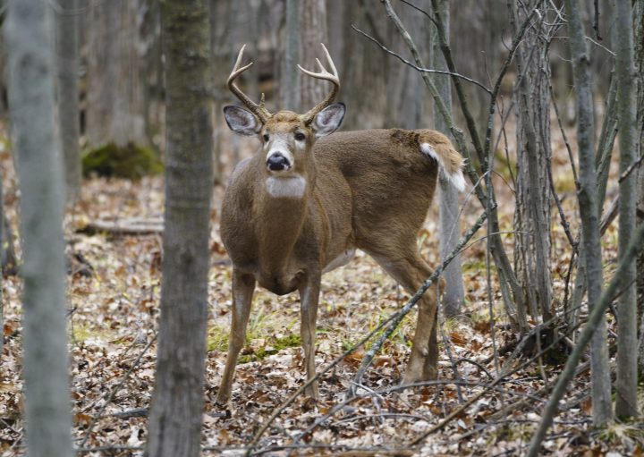 A deer stands in the forest