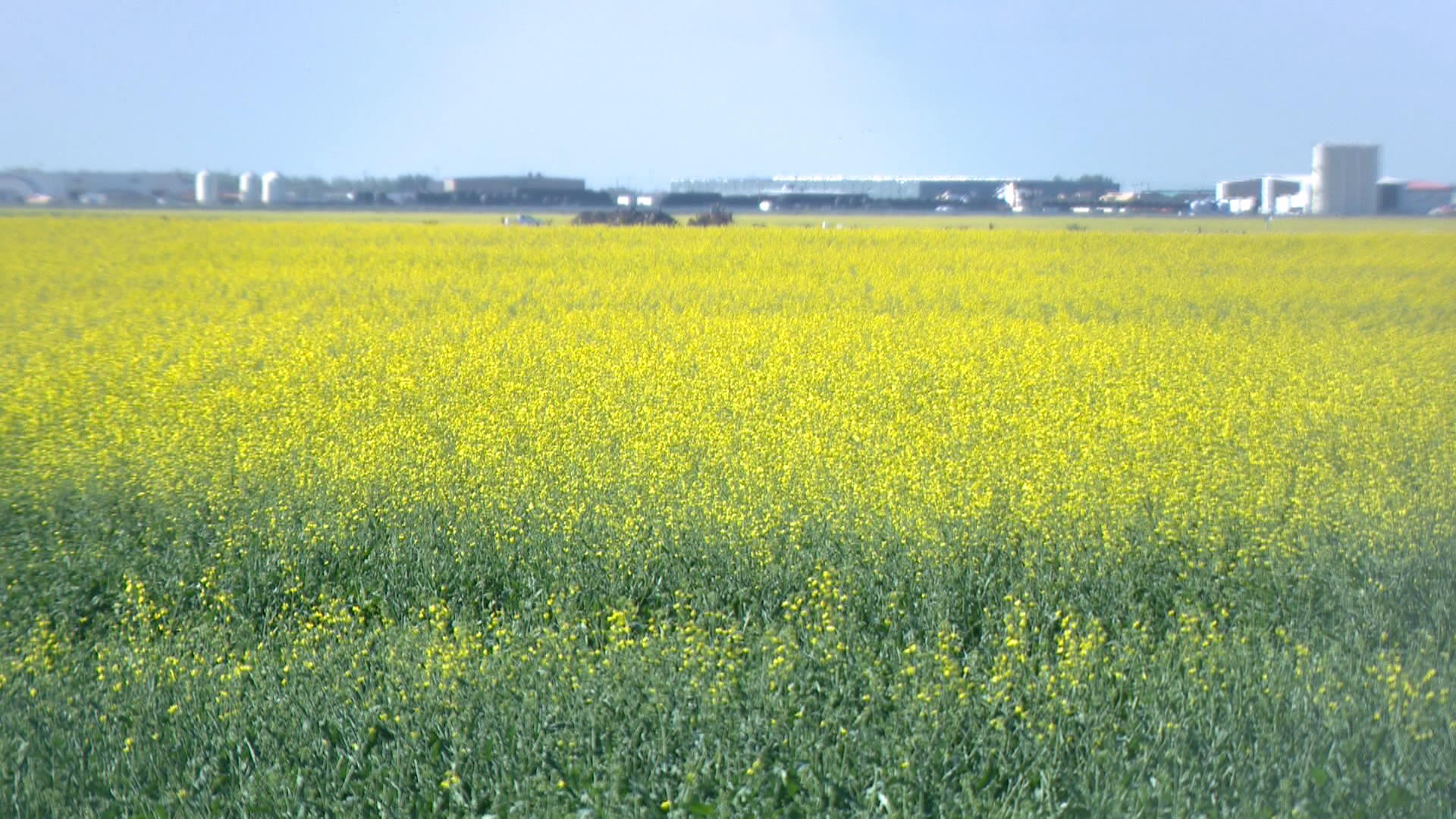 Saskatchewan a sea of yellow and green: crop report  | 24CA News