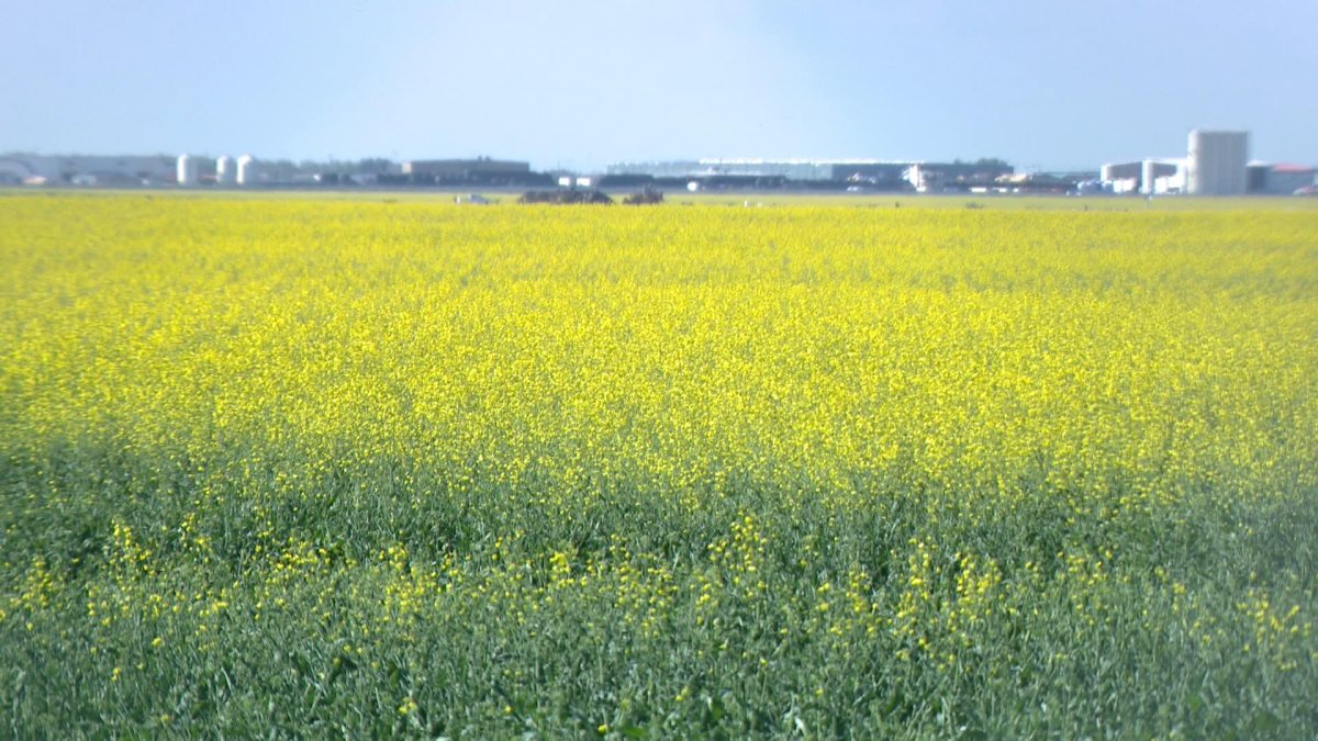 A canola field near Saskatoon, Sask.