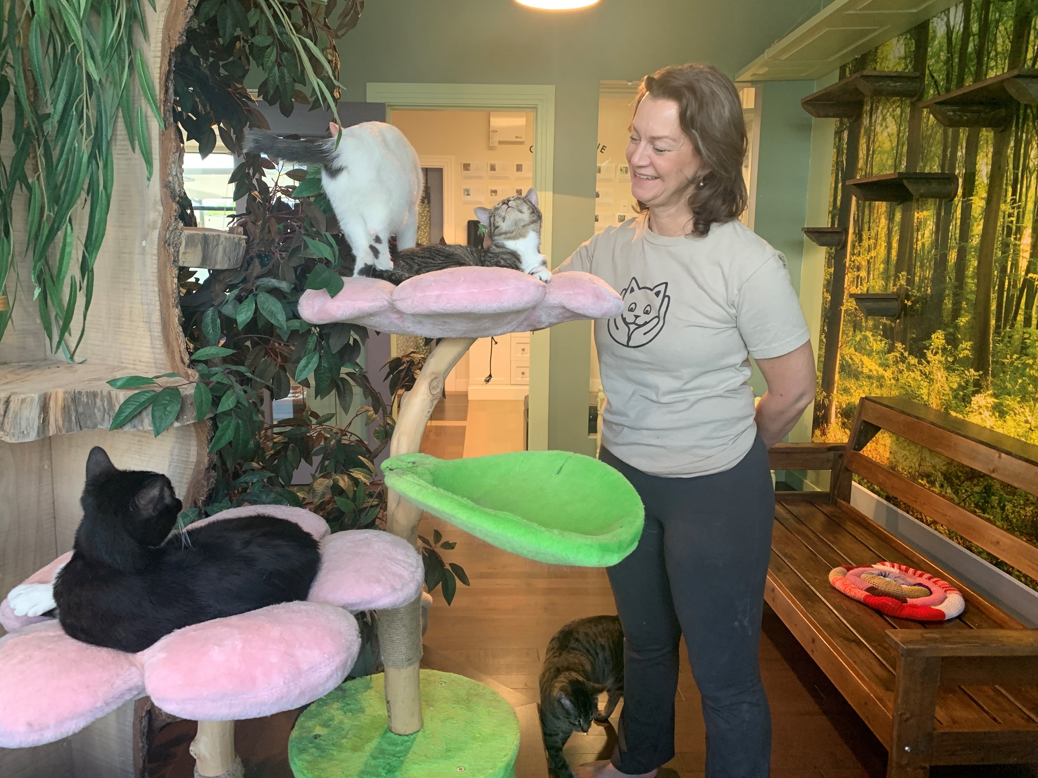 Okanagan's 1st cat cafe opens its doors, hopes to help felines find homes - Okanagan - Vimarsana News