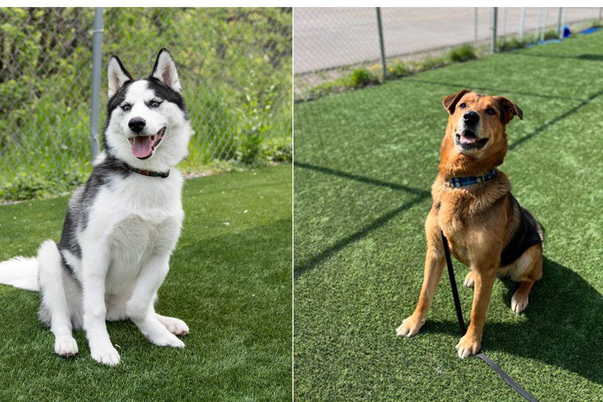 Kitchener Stratford Animal Shelters Near Capacity Prompting Humane   Dogs 