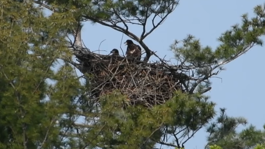 A photo of two eaglets seen in the Royal Botanical Gardens May 2023. The pair are expected to take flight sometime in June. 