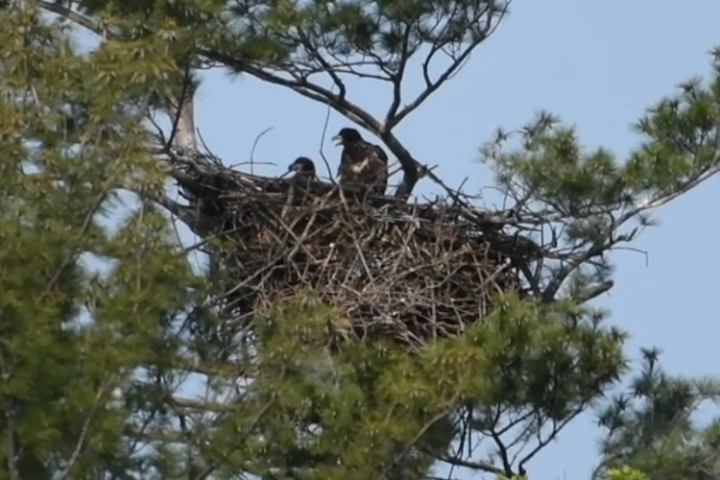 RBG opens contest to name eaglets born in the Hamilton-area park - Vimarsana News