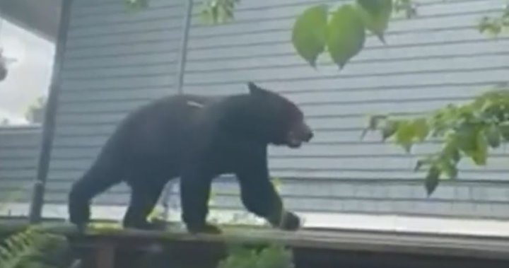 Black bear tranquilized in East Vancouver, just 3 km from downtown core