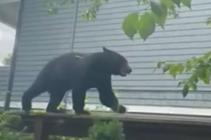 Black bear tranquilized in East Vancouver, just 3 km from downtown core