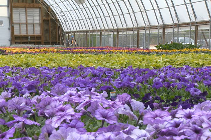 30,000 flowers to be planted in Regina’s Queen Elizabeth II Garden