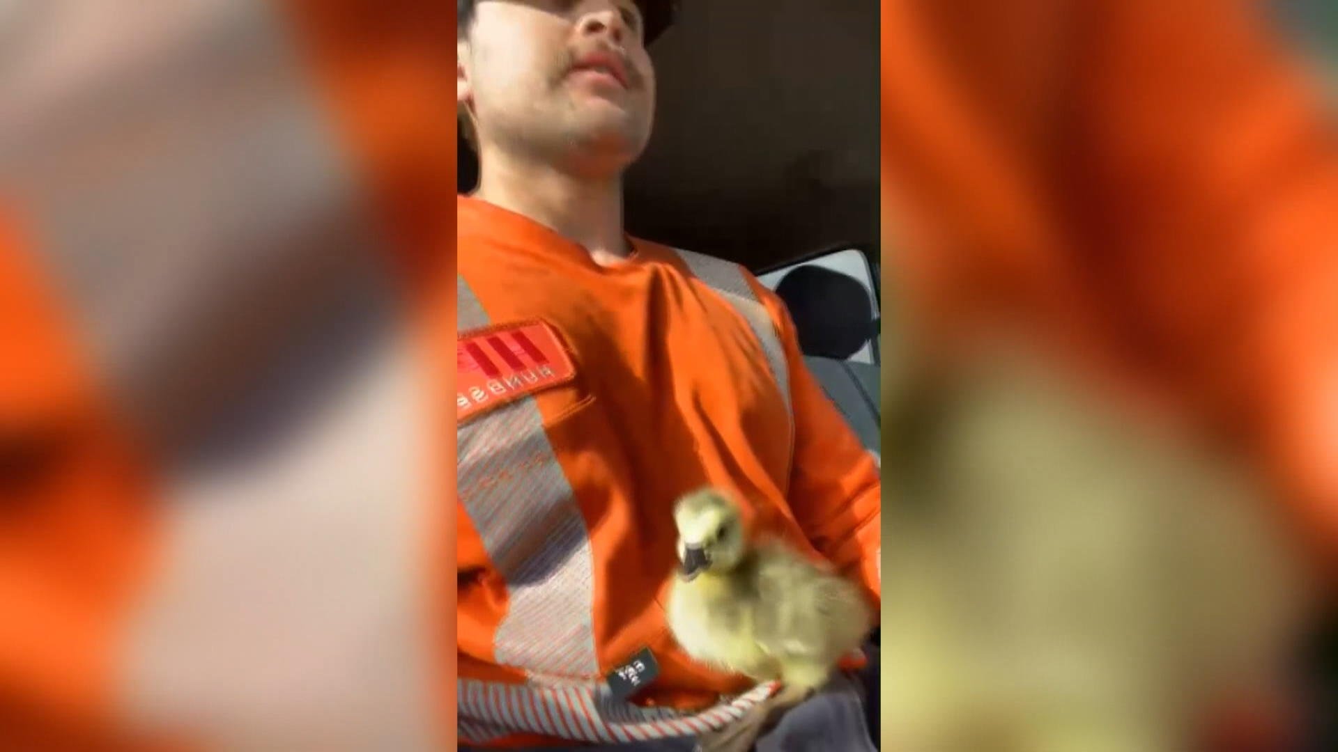 'Little gestures make big impacts': Saskatoon man saves gosling on road to work - Saskatoon - Vimarsana News