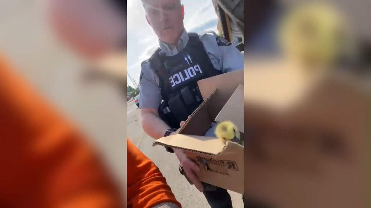 ‘Chirp’ being taken safely into the hands of police before heading to one of Saskatoon’s wildlife rescues.