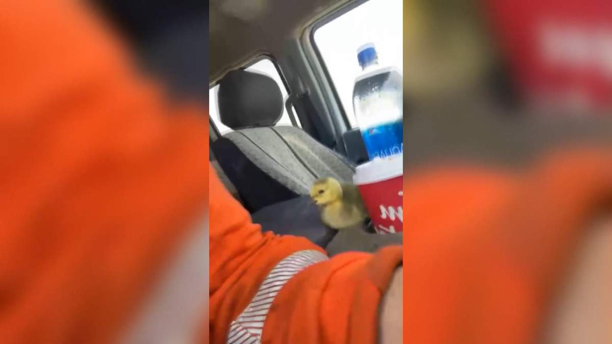 ‘Chirp’ enjoying some rest next to a Tim Horton’s coffee in McKay’s truck.