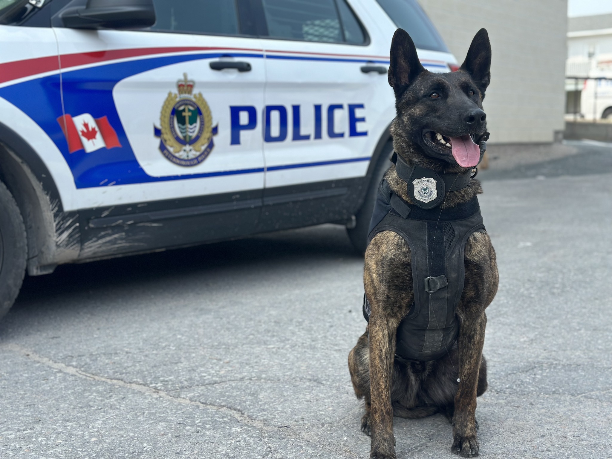 Peterborough police dog Gryphon assists in arrests for shoplifting picture picture