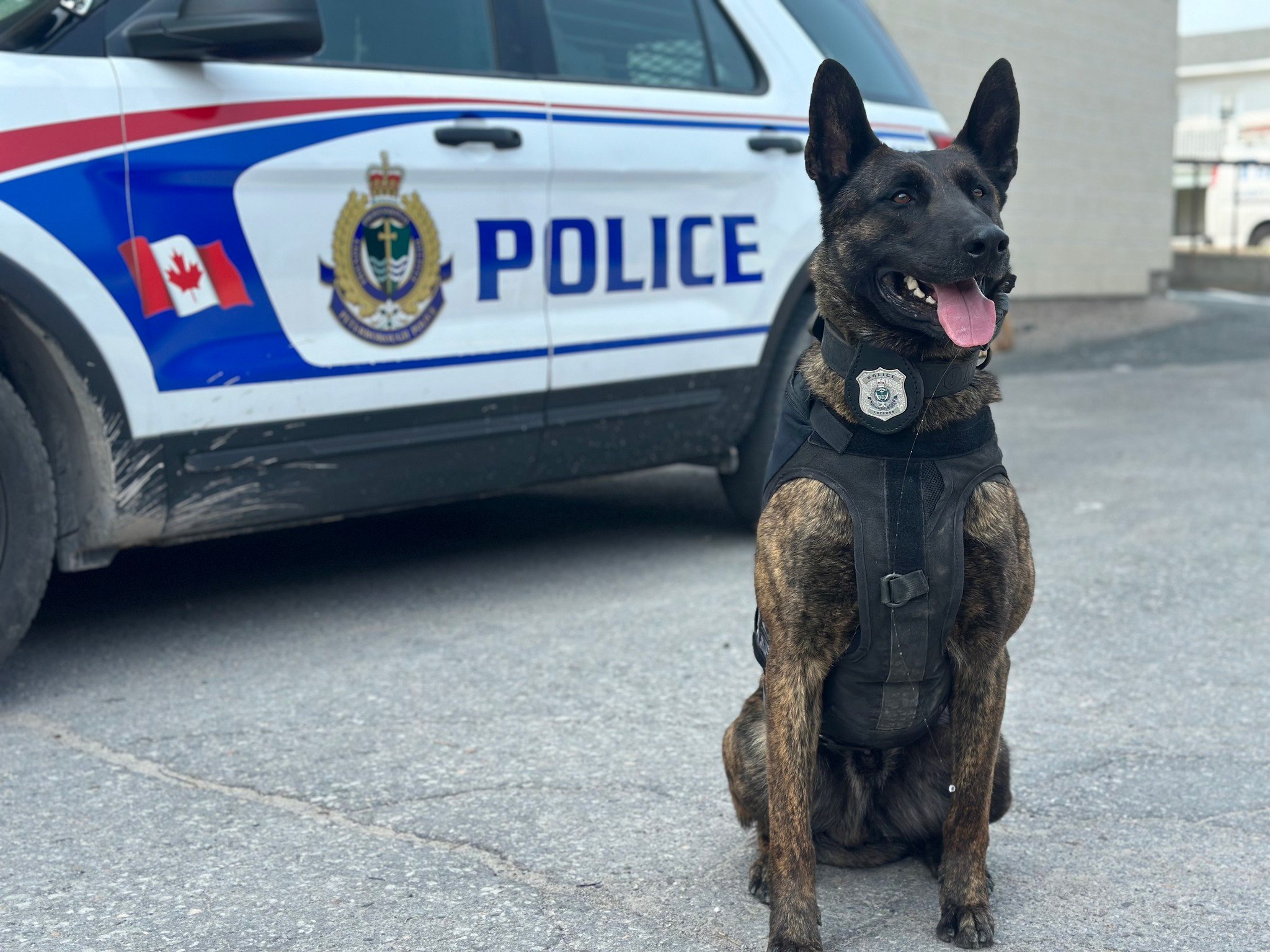 Peterborough police dog Gryphon tracks city man wanted on warrants - Peterborough - Vimarsana News