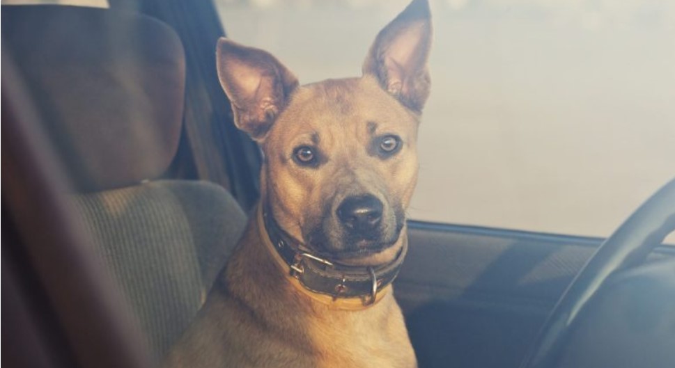 For a dog, harmful and even life-threatening effects can occur in a short time in a hot car.