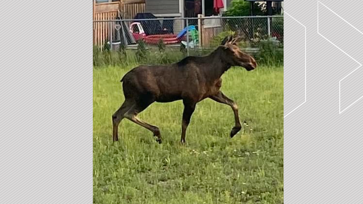 A moose is seen wandering in the south end of Lindsay, Ont., on June 29, 2023.