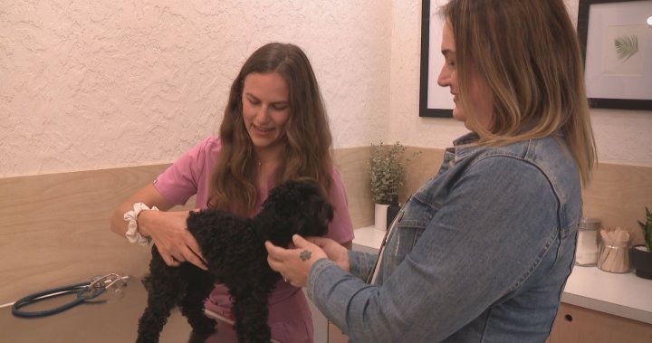 Calgary is in ‘pet crisis’ like never before, according to animal charity – Calgary | Globalnews.ca