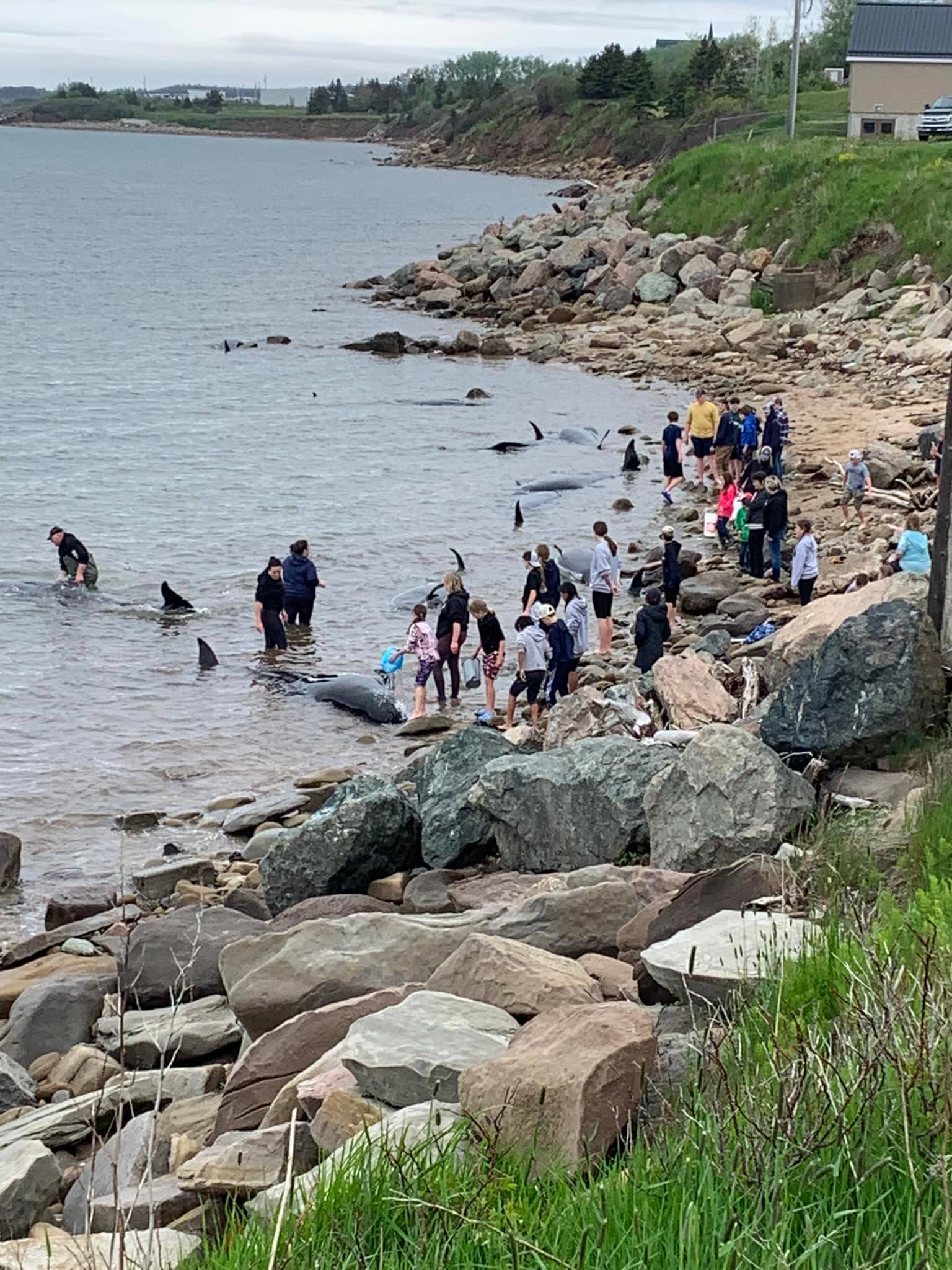 Post mortem shows pilot whales were healthy before they swam ashore and died in N.S. - Vimarsana News