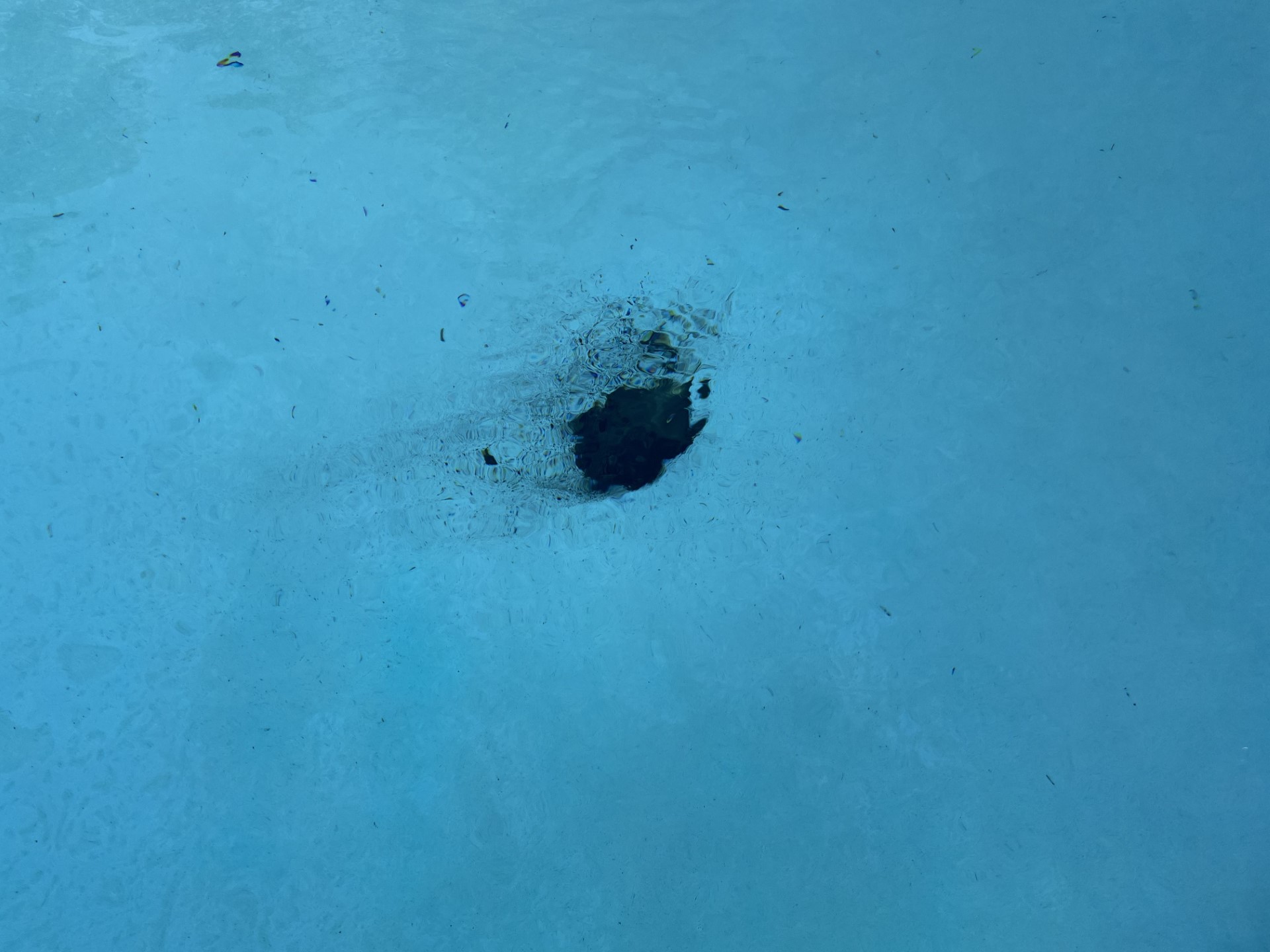 Meteorite? Mud? Mysterious rock crash lands in B.C. man’s pool