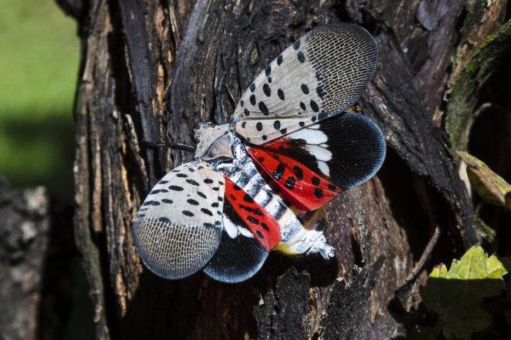 Ontario wineries concerned ‘dangerous’ spotted lanternfly could suck vineyards dry