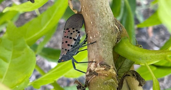 Spotted lanternfly could come after Canada’s wines. Here’s what to know