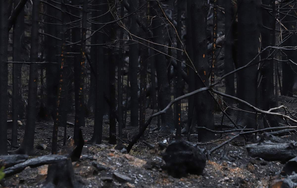 Burnt trees are seen in the Highland Park subdivision, following last week’s wildfire in Hammonds Plains, N.S. Tuesday June 6, 2023.