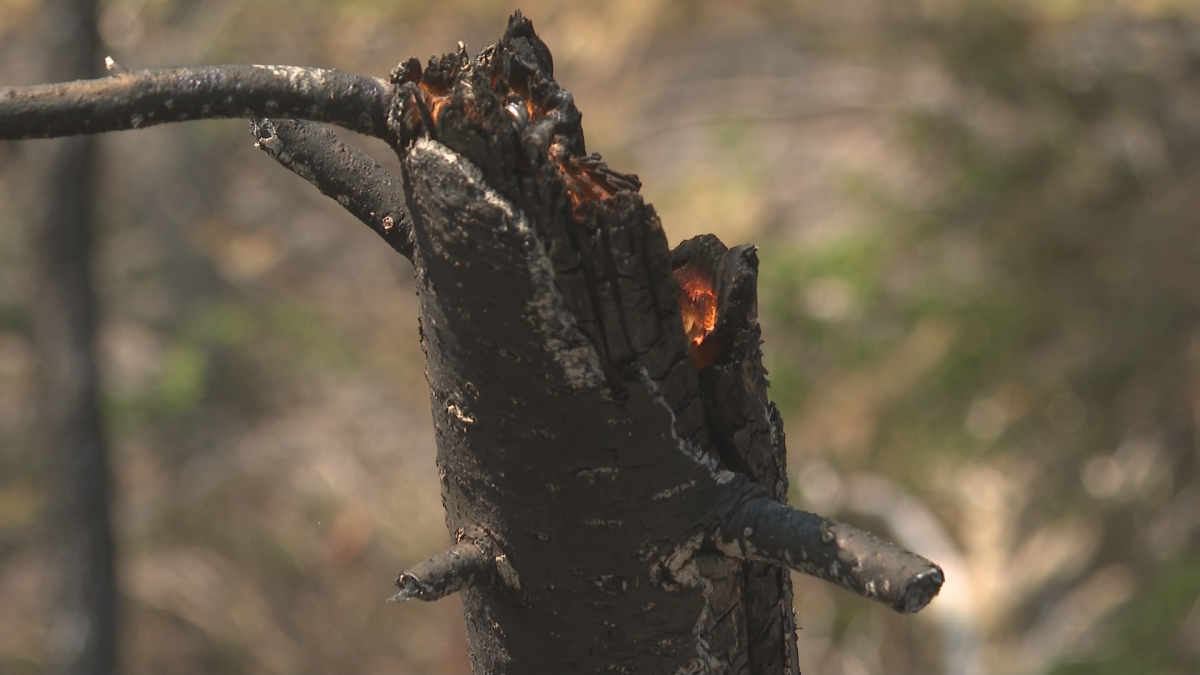A tree is shouldering on the inside, the top turned to ash.