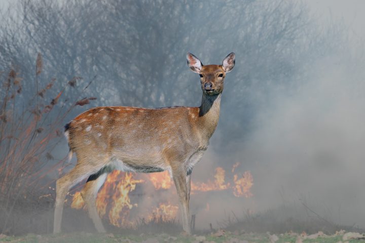 B.C. deers proven as stressed during wildfires through poop: researchers